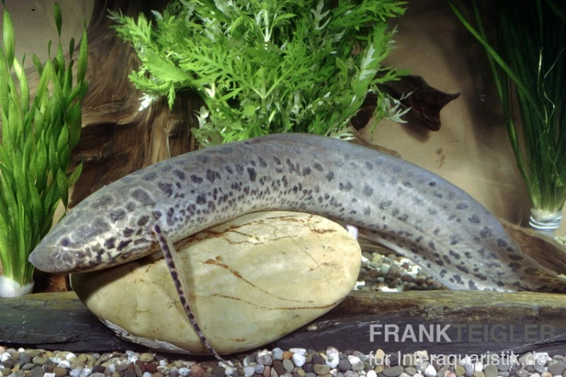 Westafrikanischer Lungenfisch, Protopterus Annectens 3 Westafrikanischer Lungenfisch, Protopterus Annectens