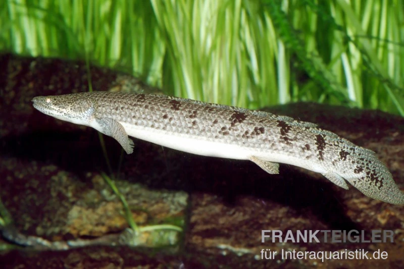 Zaire-Flösselhecht, Polypterus Delhezi 3 Zaire-Flösselhecht, Polypterus Delhezi