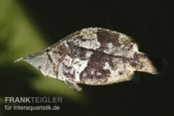 Blattfisch, Monocirrhus Polyacanthus 7 Blattfisch, Monocirrhus Polyacanthus -AQUATLATI Geschaft 81931 Blattfisch Monocirrhus polyacanthus
