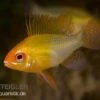 Schmetterlingsbuntbarsch Gold, Mikrogeophagus Ramirezi, DNZ -AQUATLATI Geschaft 81934 Schmetterlingsbuntbarsch gold Mikrogeophagus ramir