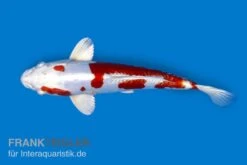 Koi-Karpfen Kohaku, Cyprinus Carpio, 7-10 Cm (Kaltwasser)