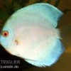 Diskusfisch ASIA-NZ, Symphysodon Discus Blue Diamond -AQUATLATI Geschaft 82879 Diskusfisch Symphysodon discus Blue Diamond
