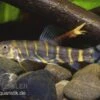 Grüne Bänderschmerle, Botia Dario -AQUATLATI Geschaft 82892 Gruene Baenderschmerle Botia dario