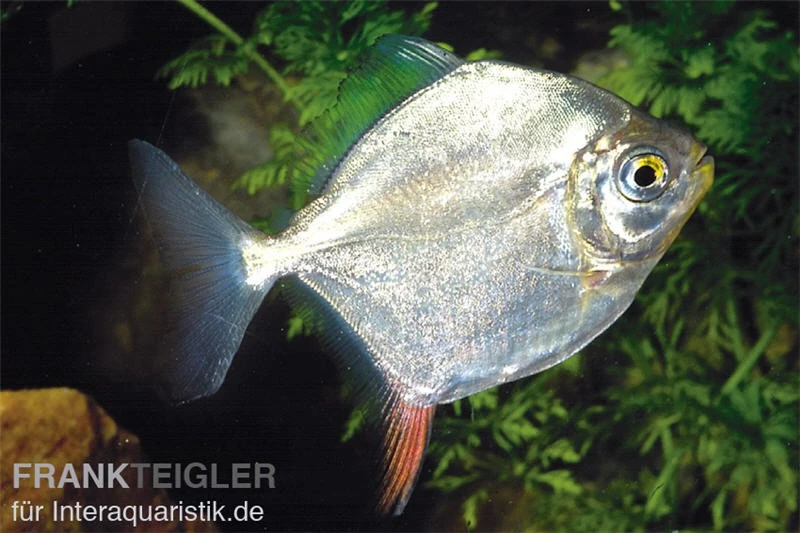 Haken-Scheibensalmler, Myleus Rubripinnis 3 Haken-Scheibensalmler, Myleus Rubripinnis