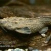 Rio Negro Bratpfannenwels, Amaralia Hypsiura (Rarität!)