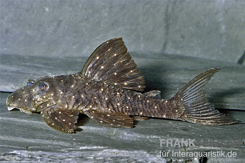 Orange Spot Pleco, LDA31, Panaqolus Albomaculatus 5 Orange Spot Pleco, LDA31, Panaqolus Albomaculatus - Image 3