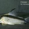 Narziss-Panzerwels, Corydoras Narcissus