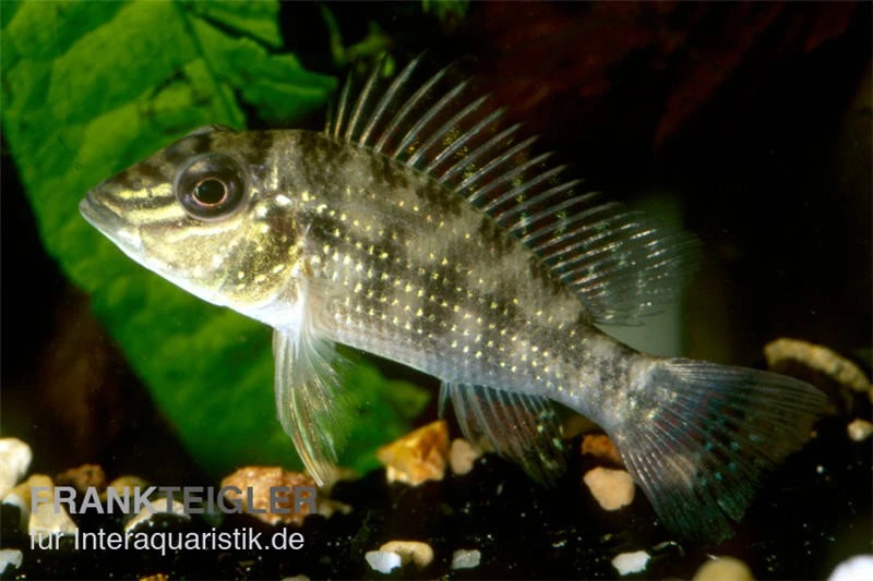 Dreifleck-Erdfresser, Satanoperca Daemon 3 Dreifleck-Erdfresser, Satanoperca Daemon