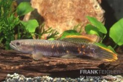 Roter Wolfsalmler Sp. Peru, Erythrinus Sp. Peru Red -AQUATLATI Geschaft 83279 roter wolfssalmler Erythrinus sp PERU