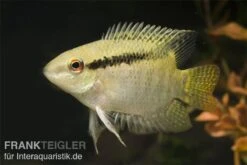 Flaggenbuntbarsch, Mesonauta Festivus, DNZ