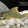 Gelber Phantomwels, L200a, Ancistrus Sp., 12-15 Cm -AQUATLATI Geschaft 83328 Gelber Phantomwels L200a Ancistrus sp