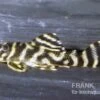 Orinoko-Tigerharnischwels, L199, Hypancistrus Furunculus -AQUATLATI Geschaft 83330 L 199 Hypancistrus furunculus orinoko Tigerharnisc