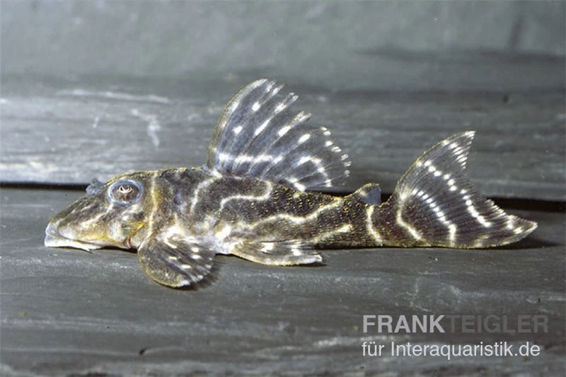 Kolumbianischer Zebrawels, L129, Hypancistrus Debilittera 4 Kolumbianischer Zebrawels, L129, Hypancistrus Debilittera - Image 2