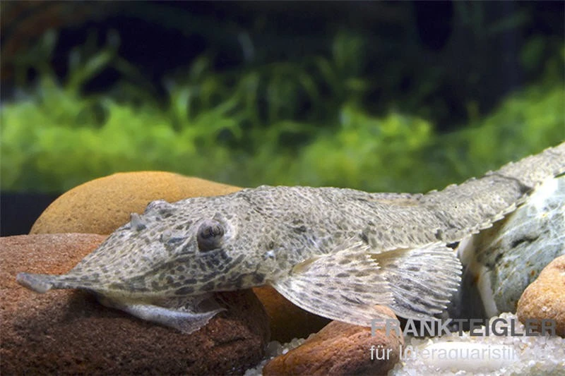 Nasenharnischwels, Hemiodontichtys Acipensernius 3 Nasenharnischwels, Hemiodontichtys Acipensernius