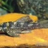 Stern-Pleco, L005, Peckoltia Angelicus 2 Stern-Pleco, L005, Peckoltia Angelicus -AQUATLATI Geschaft 83339 L 005 Peckoltia angelicus stern pleco