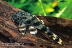 Ucayali-Zwergschilderwels, L205, Peckoltia Sp. -AQUATLATI Geschaft 83341 Ucayali Zwergschilderwels L205 Peckoltia sp
