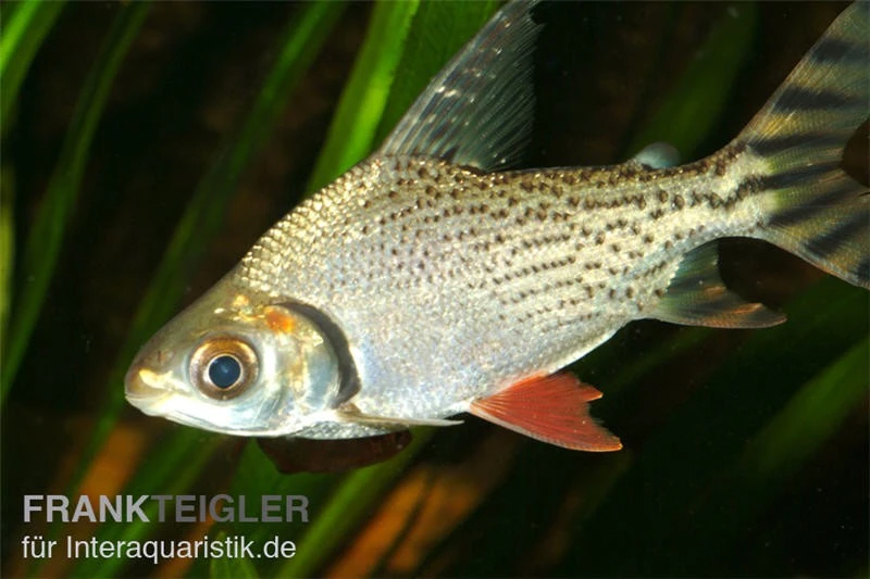Nacht-Salmler, Semaprochiladas Taeniurus 3 Nacht-Salmler, Semaprochiladas Taeniurus