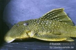 Gelber Phantomwels, L 200, Hemiancistrus Subviridis 7 Gelber Phantomwels, L 200, Hemiancistrus Subviridis -AQUATLATI Geschaft 83361 Gelber Phantomwels L 200 Hemiancistrus subviridis