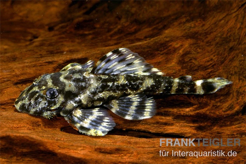 Atabapo-Schmetterlingsharnischwels, L52, Zonancistrus Sp., 5-7 Cm 3 Atabapo-Schmetterlingsharnischwels, L52, Zonancistrus Sp., 5-7 Cm