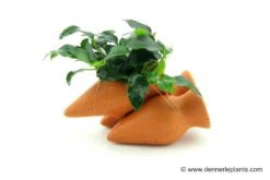 Dennerle Garnelen-Amphore, Anubias Nana "Bonsai" Auf 3er Tonamphore 7 Dennerle Garnelen-Amphore, Anubias Nana "Bonsai" Auf 3er Tonamphore -AQUATLATI Geschaft 85428 Dennerle Garnelen Amphore 800x533px
