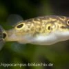 Augenfleck-Kugelfisch, Tetraodon Biocellatus, 2-3 Cm -AQUATLATI Geschaft 8923 Augenfleck Kugelfisch Tetraodon biocellatus