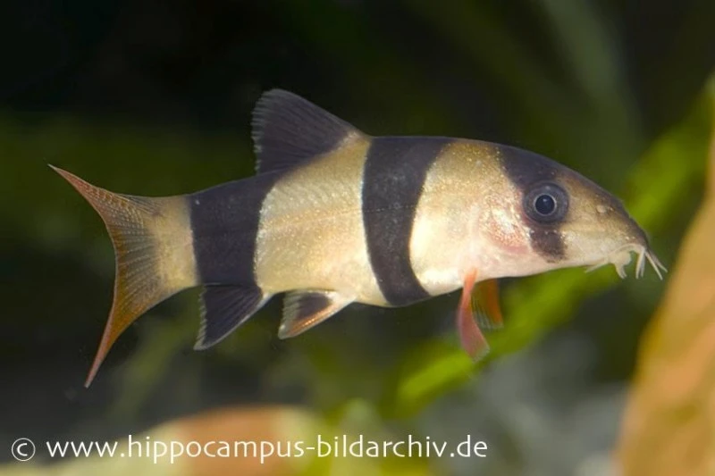 Prachtschmerle, Botia Macracantha 3 Prachtschmerle, Botia Macracantha