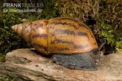 Tiger-Achatschnecke, Achatina Achatina -AQUATLATI Geschaft Achatina achatina 1 WWTFT0300