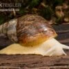 Weisse Achatschnecke, Achatina Fulica "White Jade"