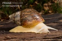 Weisse Achatschnecke, Achatina Fulica "White Jade"