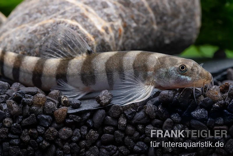 Achtringe-Schmerle, Serpenticobitis Octozona 3 Achtringe-Schmerle, Serpenticobitis Octozona