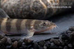 Achtringe-Schmerle, Serpenticobitis Octozona 7 Achtringe-Schmerle, Serpenticobitis Octozona -AQUATLATI Geschaft Achtringe Schmerle Serpenticobitis octozona 3