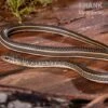 Ägyptische Sandrennnatter, Psammophis Sibilans 2 Ägyptische Sandrennnatter, Psammophis Sibilans -AQUATLATI Geschaft Aegyptische Sandrennnatter Psammophis sibilans 01