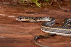 Ägyptische Sandrennnatter, Psammophis Sibilans -AQUATLATI Geschaft Aegyptische Sandrennnatter Psammophis sibilans 03