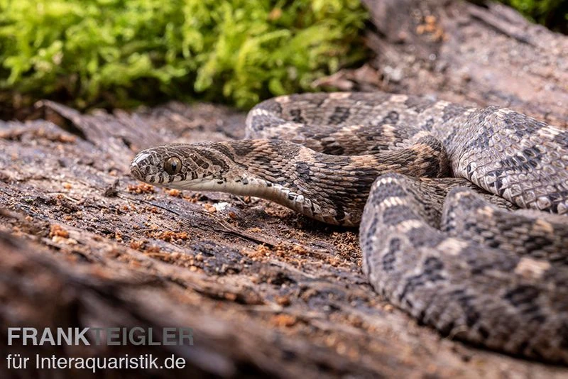 Afrikanische Eierschlange, Dasypeltis Scabra 4 Afrikanische Eierschlange, Dasypeltis Scabra - Image 2