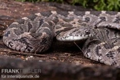 Afrikanische Eierschlange, Dasypeltis Scabra 11 Afrikanische Eierschlange, Dasypeltis Scabra -AQUATLATI Geschaft Afrikanische Eierschlange Dasypeltis scabra neu 3
