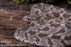 Afrikanische Eierschlange, Dasypeltis Scabra 12 Afrikanische Eierschlange, Dasypeltis Scabra -AQUATLATI Geschaft Afrikanische Eierschlange Dasypeltis scabra neu 4