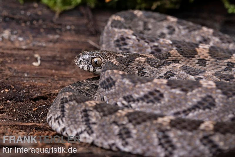 Afrikanische Eierschlange, Dasypeltis Scabra 6 Afrikanische Eierschlange, Dasypeltis Scabra - Image 4