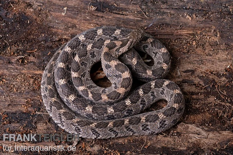 Afrikanische Eierschlange, Dasypeltis Scabra 7 Afrikanische Eierschlange, Dasypeltis Scabra - Image 5