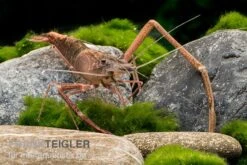 Afrikanische Flußgarnele, Macrobrachium Vollenhovenii -AQUATLATI Geschaft Afrikanische Flussgarnele Macrobrachium vollenhov 2