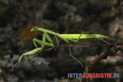 Afrikanische Gottesanbeterin, Sphodromantis Bioculata -AQUATLATI Geschaft Afrikanische Gottesanbeterin Sphodromantis bioculata 3