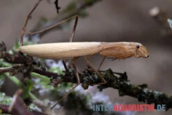 Afrikanische Gottesanbeterin, Sphodromantis Bioculata -AQUATLATI Geschaft Afrikanische Gottesanbeterin Sphodromantis bioculata 4