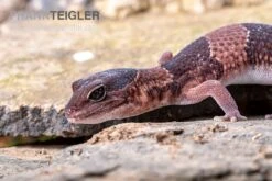 Afrikanischer Fettschwanzgecko, Hemitheconyx Caudicinctus -AQUATLATI Geschaft Afrikanischer Fettschwanzgecko Hemitheconyx caudicinctus 1