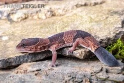 Afrikanischer Fettschwanzgecko, Hemitheconyx Caudicinctus -AQUATLATI Geschaft Afrikanischer Fettschwanzgecko Hemitheconyx caudicinctus 3