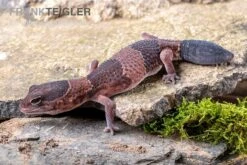 Afrikanischer Fettschwanzgecko, Hemitheconyx Caudicinctus -AQUATLATI Geschaft Afrikanischer Fettschwanzgecko Hemitheconyx caudicinctus 4