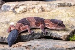 Afrikanischer Fettschwanzgecko, Hemitheconyx Caudicinctus -AQUATLATI Geschaft Afrikanischer Fettschwanzgecko Hemitheconyx caudicinctus 5