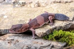 Afrikanischer Fettschwanzgecko, Hemitheconyx Caudicinctus -AQUATLATI Geschaft Afrikanischer Fettschwanzgecko Hemitheconyx caudicinctus neu 1