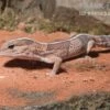 Afrikanischer Fettschwanzgecko, Hemitheconyx Caudicinctus 1 Afrikanischer Fettschwanzgecko, Hemitheconyx Caudicinctus -AQUATLATI Geschaft Afrikanischer Fettschwanzgecko Hemitheconyx caudicinctus neu 2