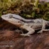 Afrikanischer Mauergecko, Tarentola Ephippiata -AQUATLATI Geschaft Afrikanischer Mauergecko Tarentola ephippiata 01