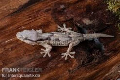 Afrikanischer Mauergecko, Tarentola Ephippiata 7 Afrikanischer Mauergecko, Tarentola Ephippiata -AQUATLATI Geschaft Afrikanischer Mauergecko Tarentola ephippiata 03
