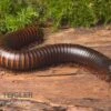Afrikanischer Riesentausendfüßer, Archispirostreptus Gigas -AQUATLATI Geschaft Afrikanischer Riesentausendfuesser Archispirostreptus gigas 01